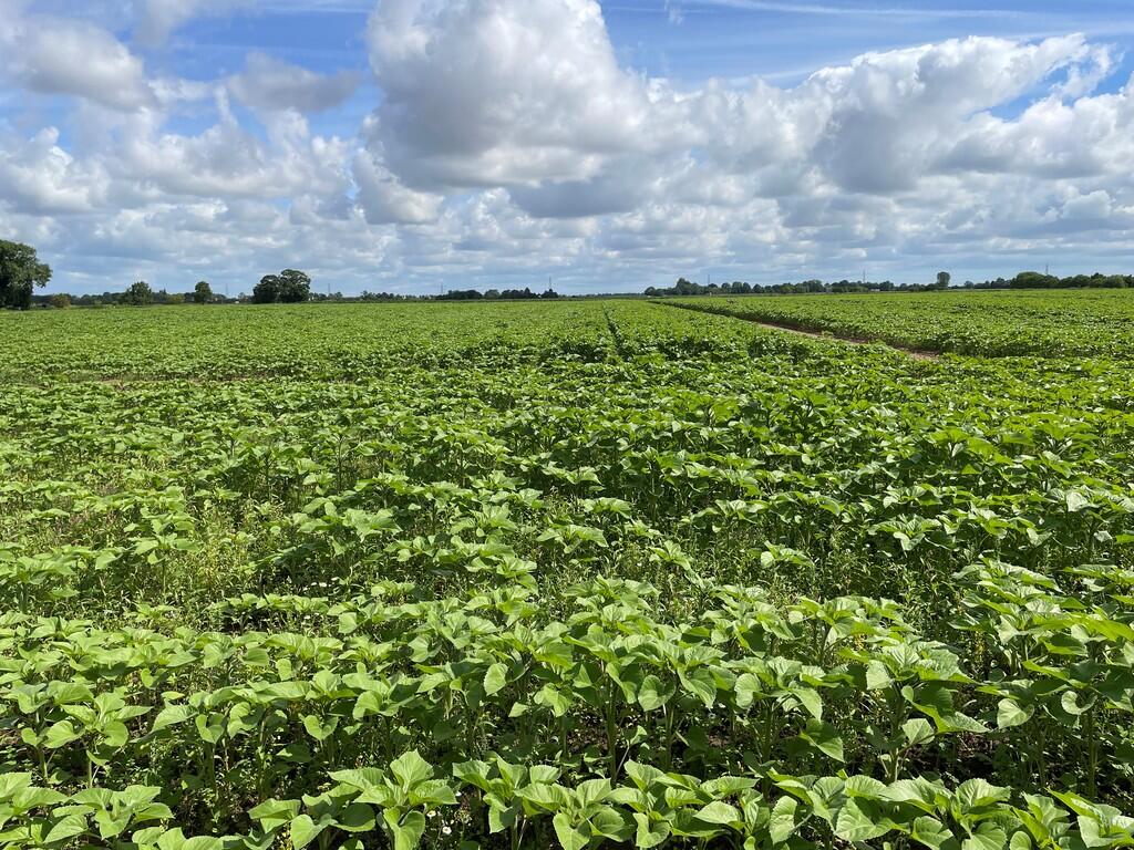 Main image of property: Grade 1 Arable Land