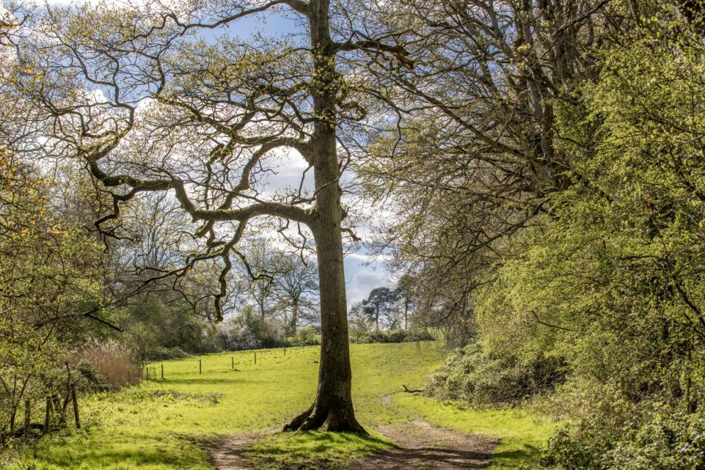 High Trees Woodland