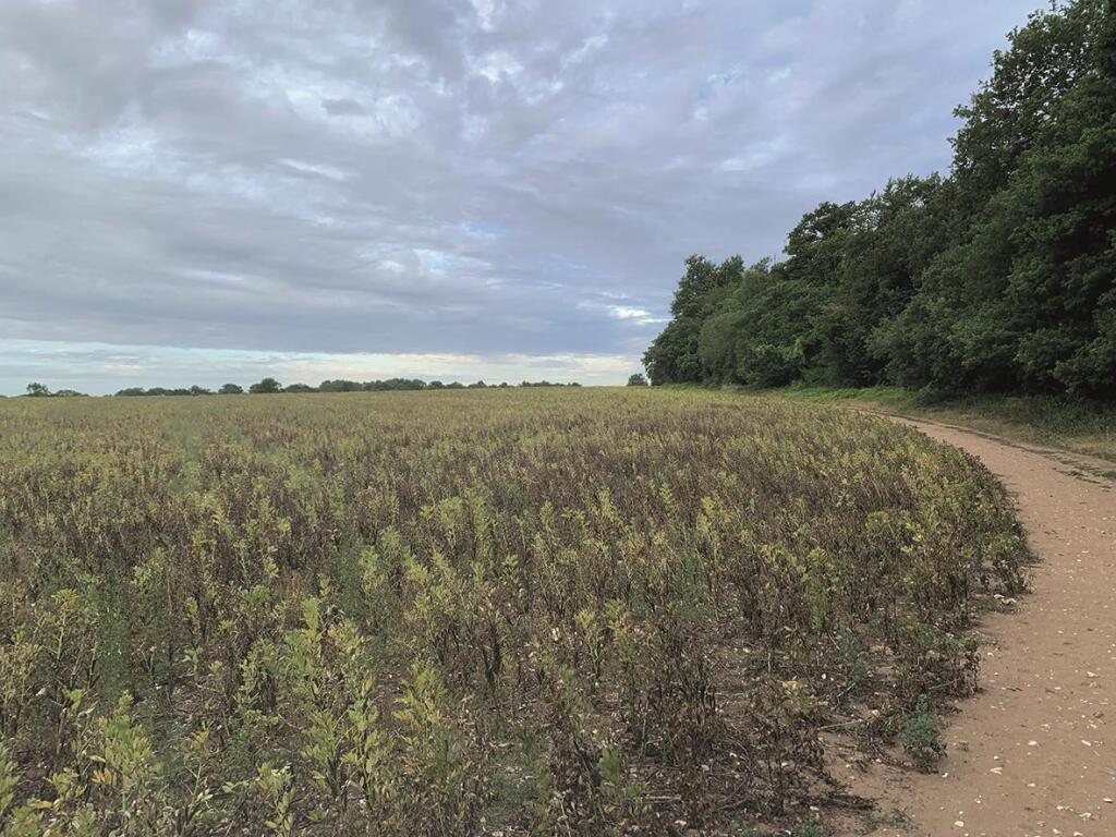 Main image of property: Land at Shepherds Walk, Ashtead, Surrey