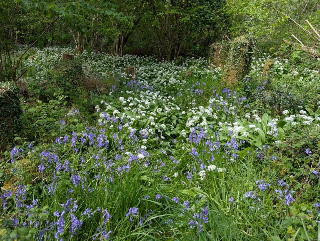 Northlode Woods, Middlemarsh, Sherborne - View 5
