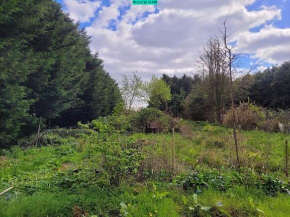 Plot 2 area - Trees to be reduced in height