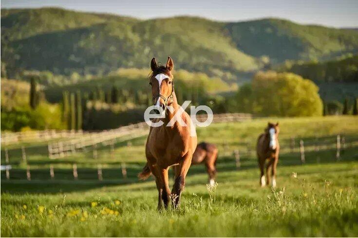 Main image of property: Italy