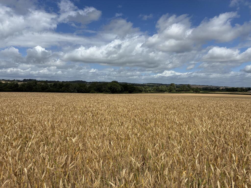 Main image of property: Land at Isle Abbotts Taunton, Somerset, TA3 6RR