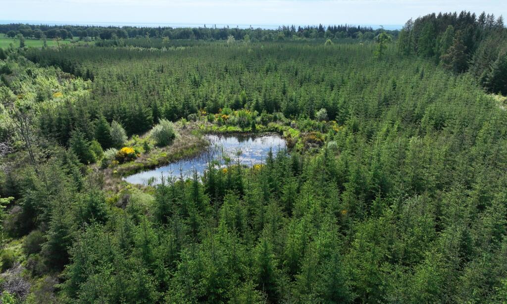 Main image of property: The Panmure Woodlands, Carnoustie, Angus