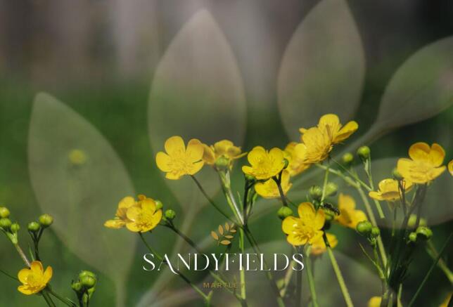 Flowers Sandyfields