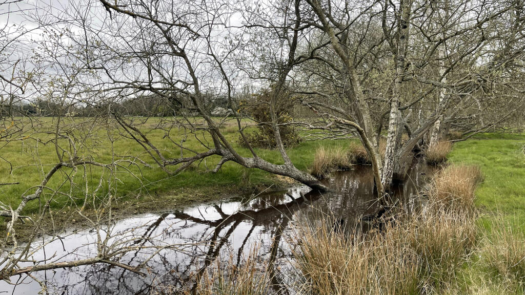 Attractive drainage ditch to the south.
