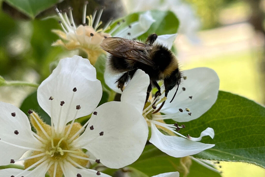 A Happy Bee
