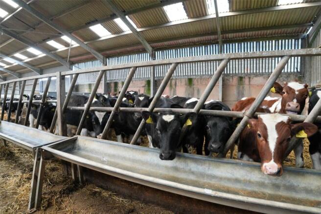 Feed Barriers