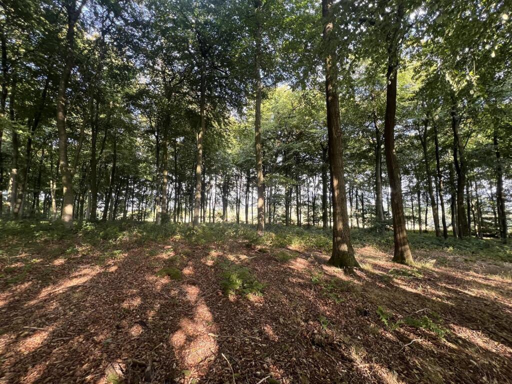 Main image of property: LOT 2 Glopa Wood, Old Racecourse, Oswestry, Shropshire, SY10 7HP