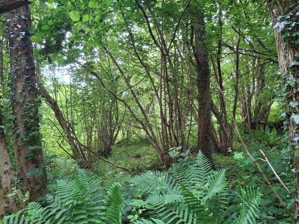 Main image of property: Approximately 1.59 Acres of Woodland, Homer, Much Wenlock TF13 6ND