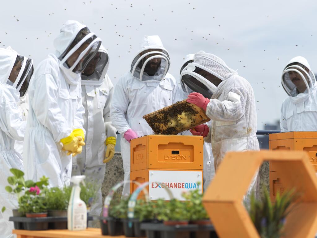EQ Beehives