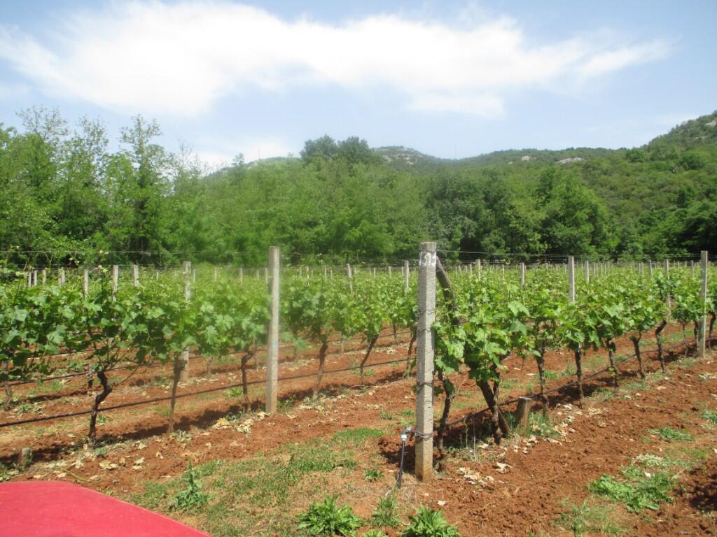 Main image of property: Cetinje