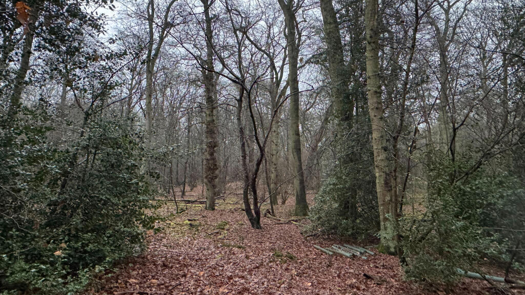 Woodland for sale in Flaunden.