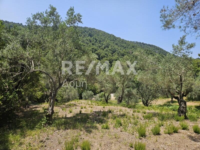 Main image of property: Thessalia, Magnesia, Pefkoraki