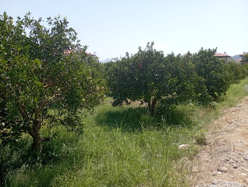 Main image of property: Dalyan, Ortaca, Mugla
