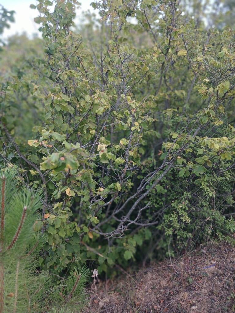 Main image of property: Kütahya, Kütahya, Kütahya