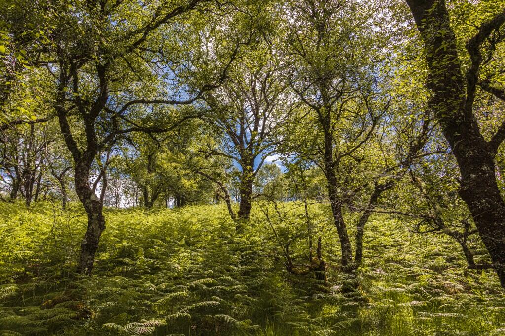 Main image of property: Glen Nant, Taynuilt, Argyllshire, PA35