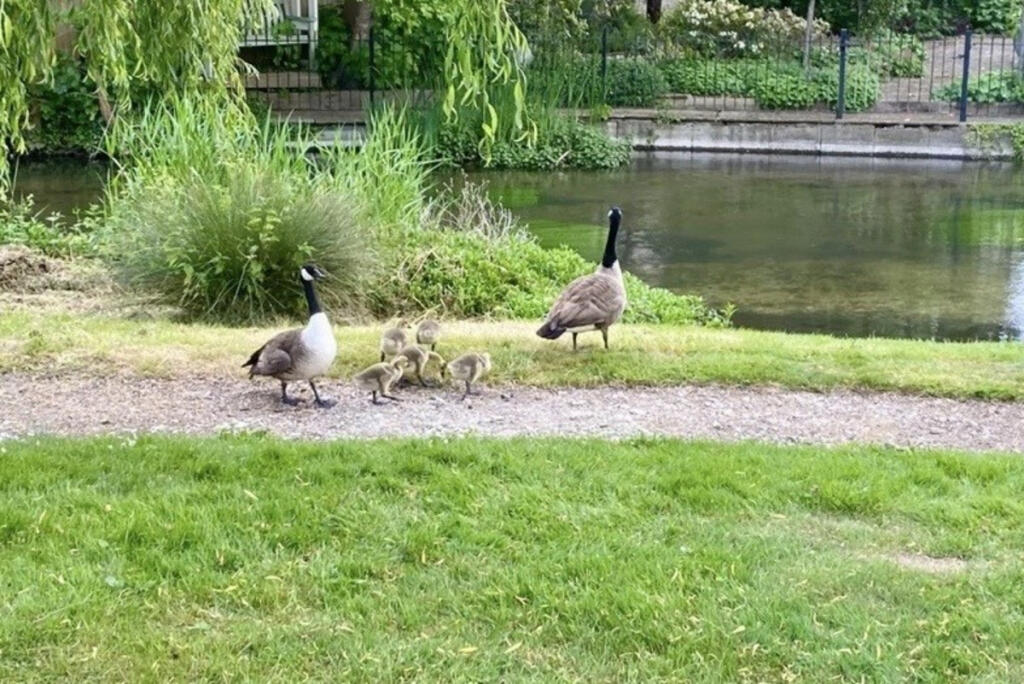 Additional image 10 of The Beeches, Park Street, St. Albans, Hertfordshire, AL2
