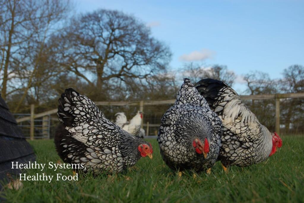 Additional image 17 of Forget Me Not Farm, Earlswood, B94
