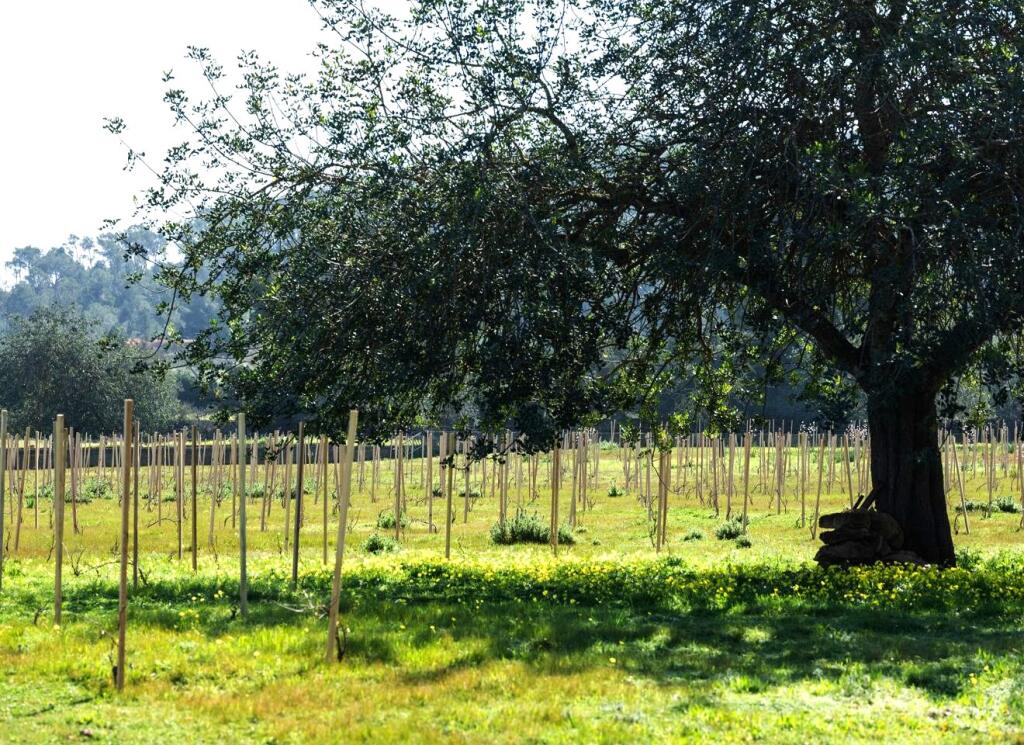 Main image of property: Balearic Islands, Ibiza