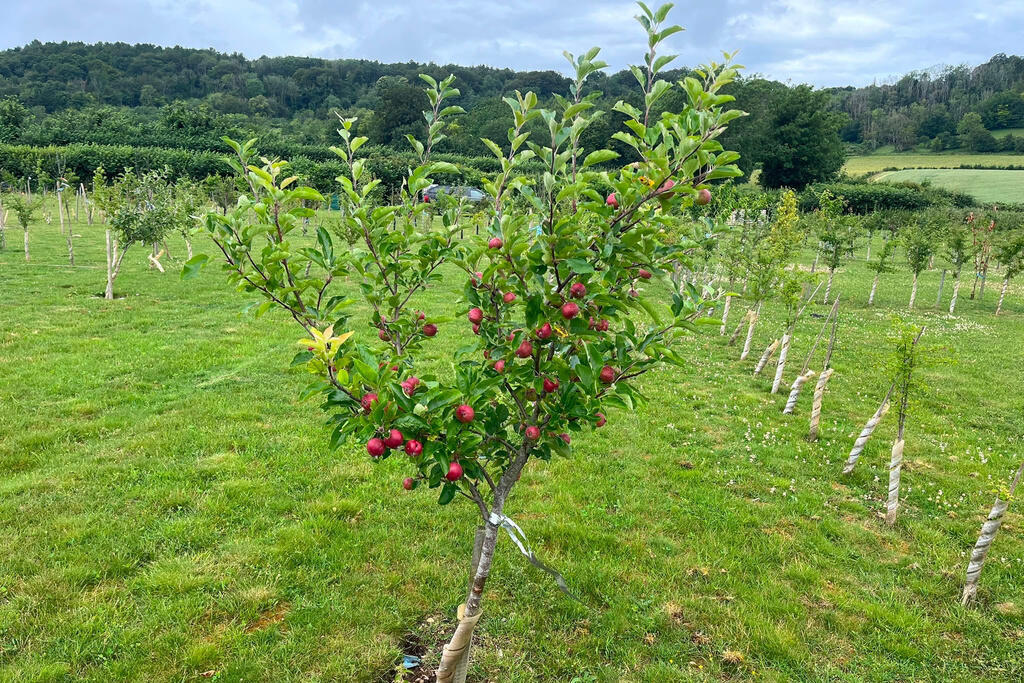 Young Tree in Fruit