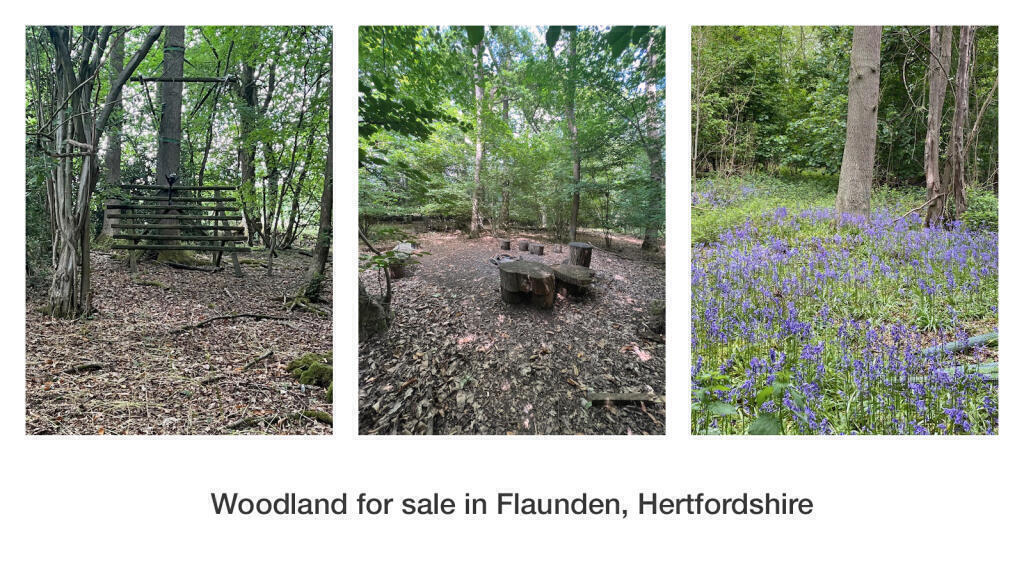 Plantation Wood in Hertfordshire