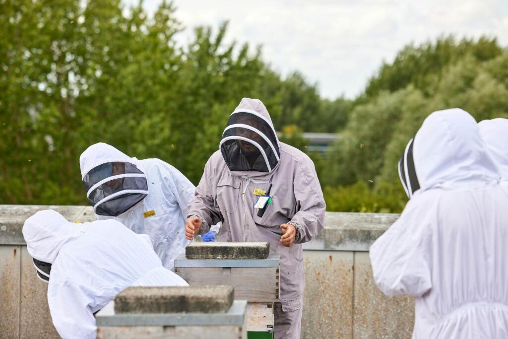 GP_Beekeeping_0002 (Extra large).jpg