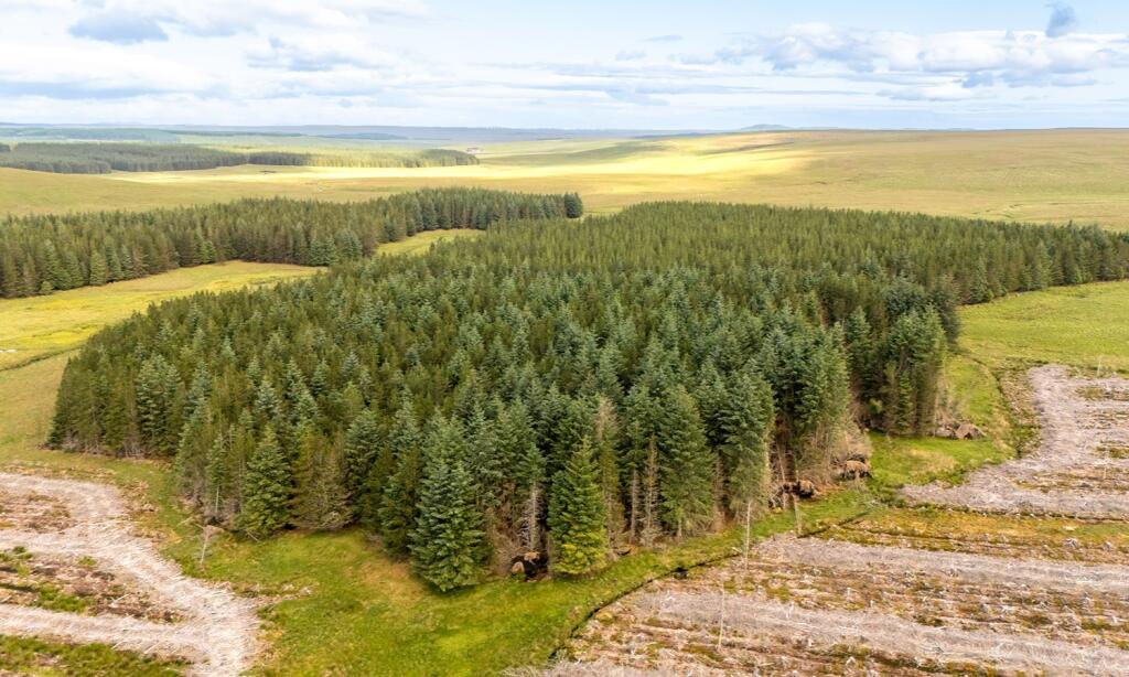 Main image of property: Fasach Forest, Forsinard, Highland
