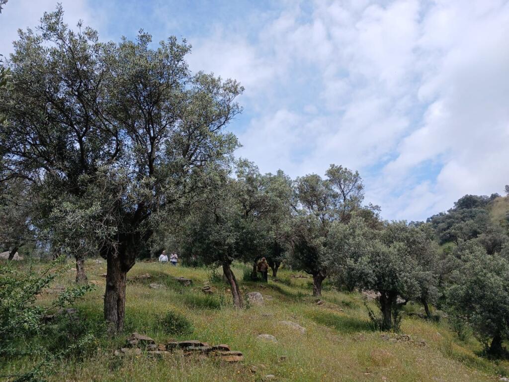 Main image of property: Izmir, Bayindir, Bayindir