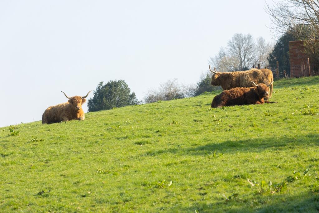 Additional image 19 of Wyrall Heights, The Roman Way, Glastonbury