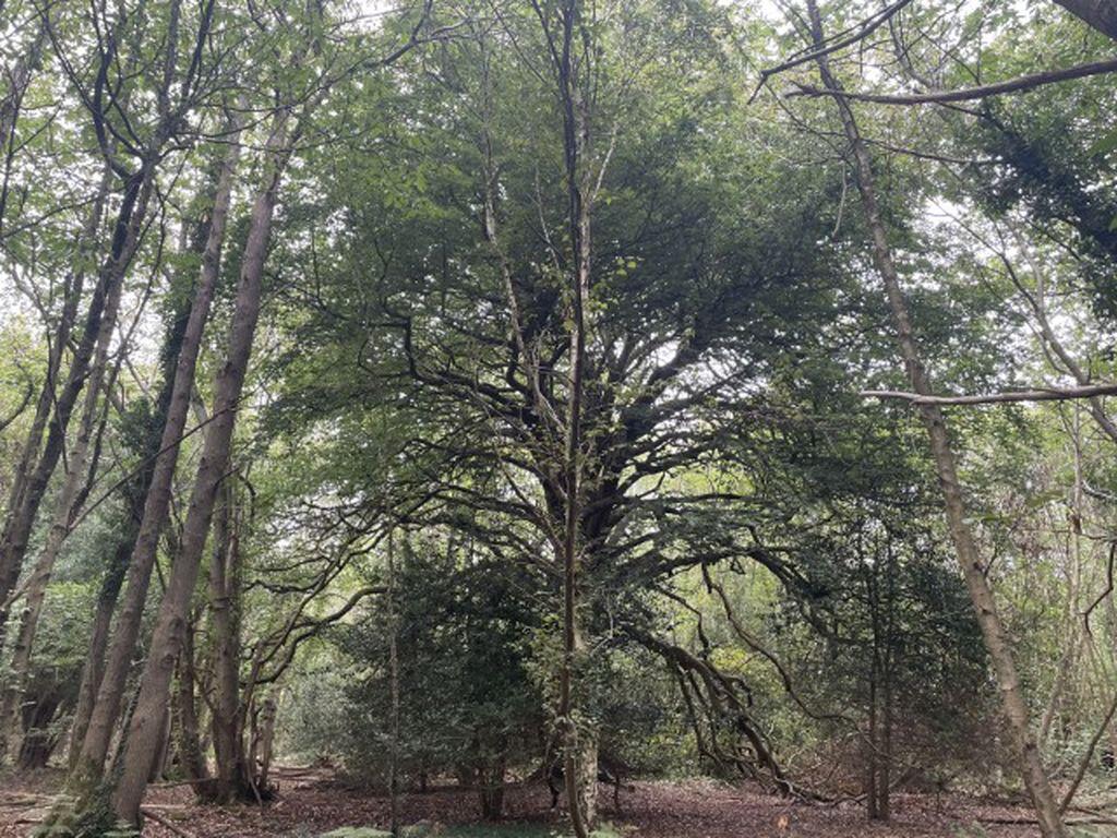 Main image of property: Wartling Road, Herstmonceux