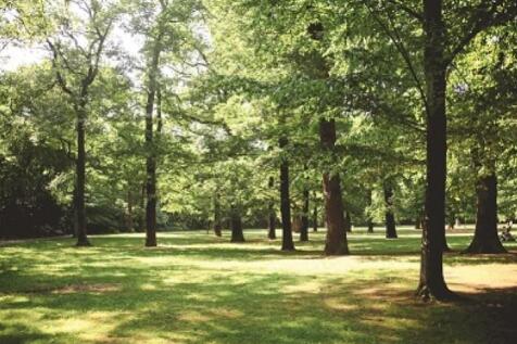 Dunnikier park green.jpg