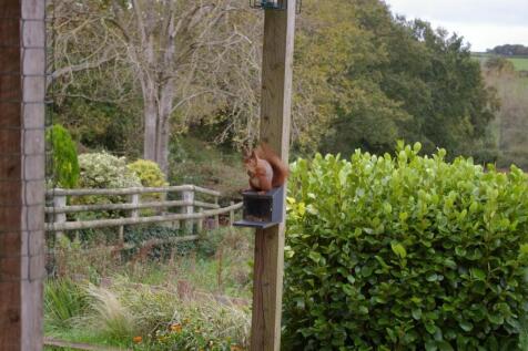 squirrel 1.jpg