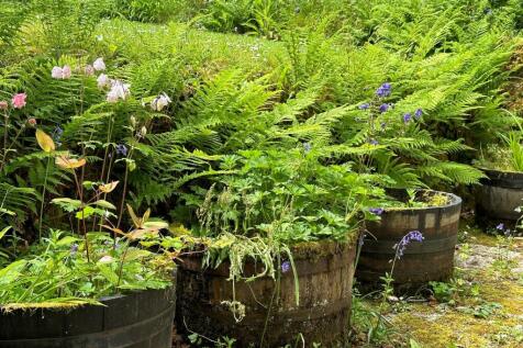 Ferns.jpg