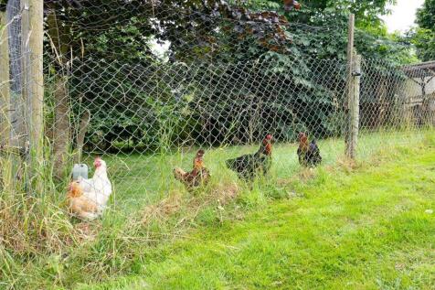chicken run