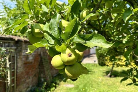 apples