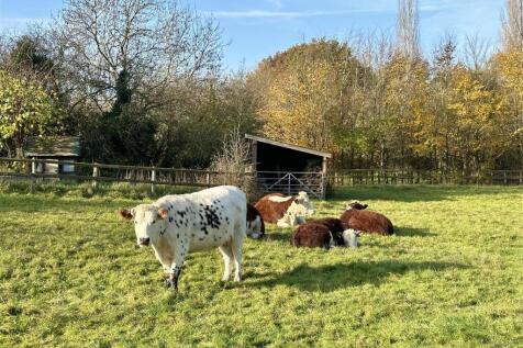 cows (behind garden)