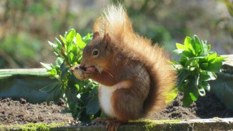 WILDLIFE