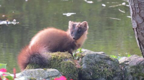 WILDLIFE
