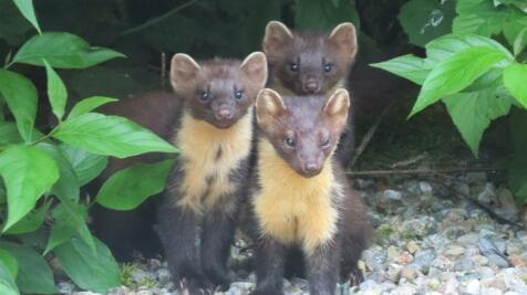 WILDLIFE