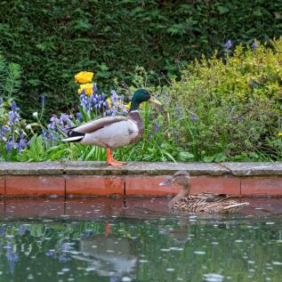 Ducks