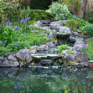 Pond