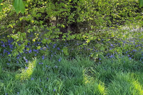 Property Image 56