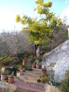 Mimosa