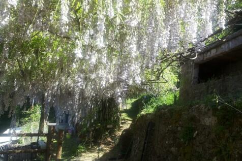 Wysteria on Terrace