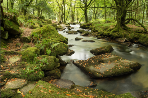 Dartmoor Close By