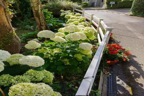 Hydrangeas in the Summer
