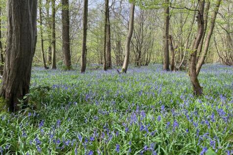 Woodland