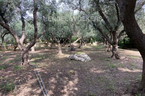 olive trees