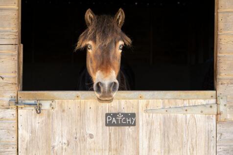 2024 Stowford Farm Meadows Devon Photoshoot (81)